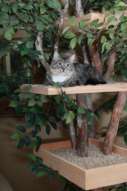 Maggie in Tree